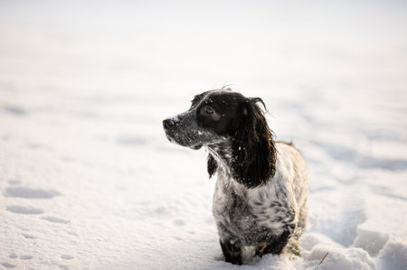 A cute dog spaniel sits in the snow. A look at the camera. Square photo.の写真素材