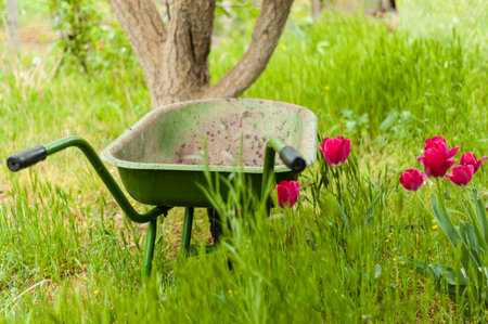 An old wheelbarrow on the green grass next to the tulips. Village life. Agricultural work.の写真素材