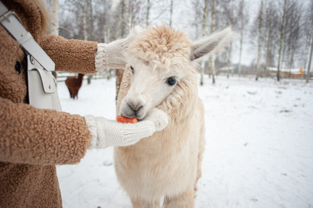 A young girl in a fur coat and white mittens feeds a white llama with carrots. The girl feeds the...