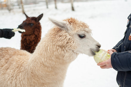 A white llama eats cabbage from a mans hands. Lama in winter.の写真素材
