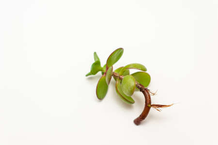 A young sprout of a houseplant of the crassula succulent with roots on a white background. Plant transplanting and home gardening.の写真素材