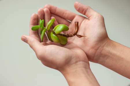 Botany and gardening. The shoot of a young succulent plant with roots in the hands of a teenager against the background of a white table. Selective focus. View from above.の写真素材