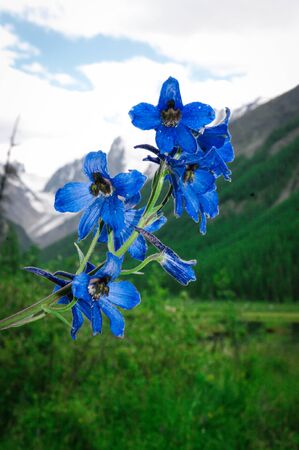 Beautiful blue flowerの写真素材