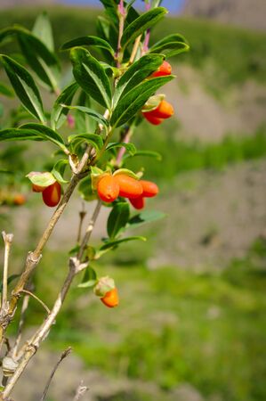 Beautiful Altai Mountains, sea buckthornの写真素材