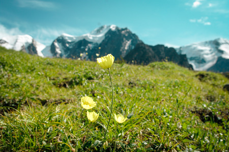Beautiful Altai Mountainsの写真素材