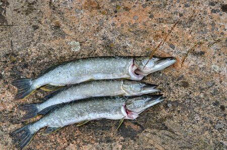 three pikes just caught on a rockの写真素材