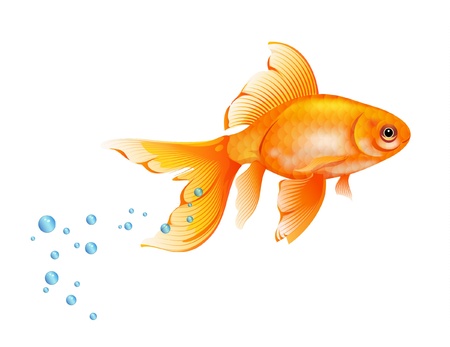 Orange Goldfish with bubbles of air  のイラスト素材