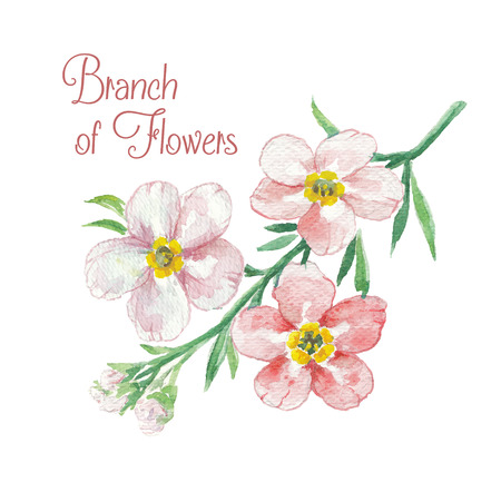 Branch of apple blossom. Template of greeting card. Watercolor floral illustration.のイラスト素材