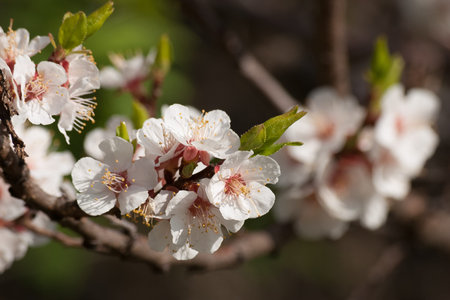 Branch of blossoming apricot. White apricot flowers. Floral nature backgroundの写真素材