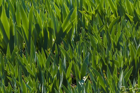 Green lawn with unblown irises. Floral nature backgroundの写真素材