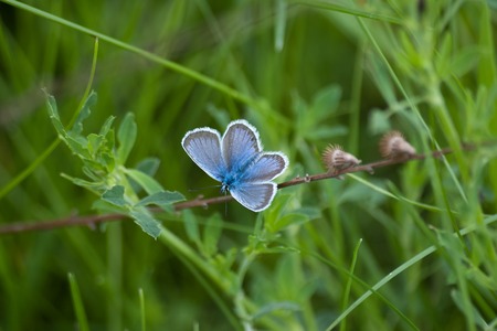 Beautiful butterfly on a branch in the early morningの写真素材