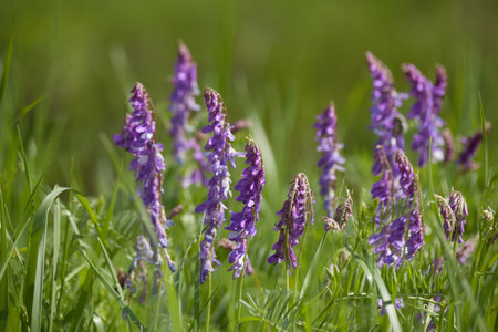Field with meadow herb. Macro. Floral nature background