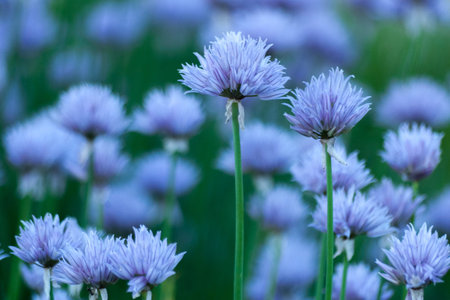Floral background with violet flowers of decorative onion