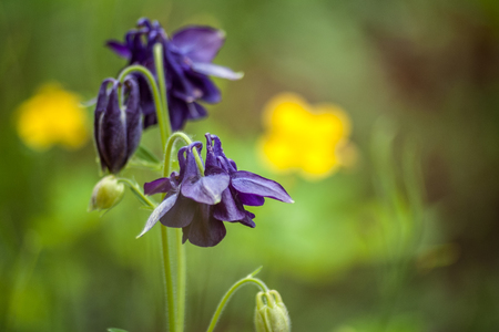 Floral nature background with blue garden aquilegia flowers. Macro.の写真素材