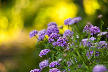 Natural background with violet garden flowers on sunny backgorund. Blossoming flowers.の写真素材