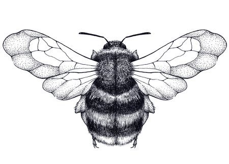 Bee tattoo. Dotwork tattoo. Mystical symbol of diligence, economy, purity, immortality, fertility and chastityの写真素材