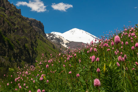 Landscape with meadow of pink flowers in foreground and Mount Elbrus in background. View of Mount...