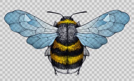 Honey bee tattoo.Illustration on transparentのイラスト素材