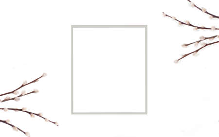 Spring greeting card with pussy willow twigs on white backgroundの写真素材