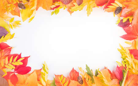 Colorful Autumn Leaves on White Backgroundの写真素材