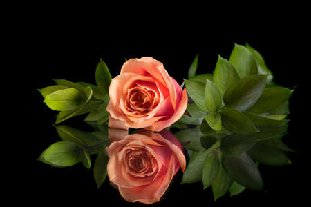 Beautiful Flower Composition with Pink Rose and Green Leaves on Black Background with Reflection.の写真素材