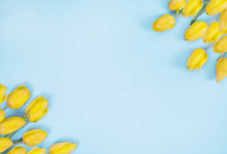 Yellow Tulip Bouquet on Blue Background, copy space, flat layの写真素材