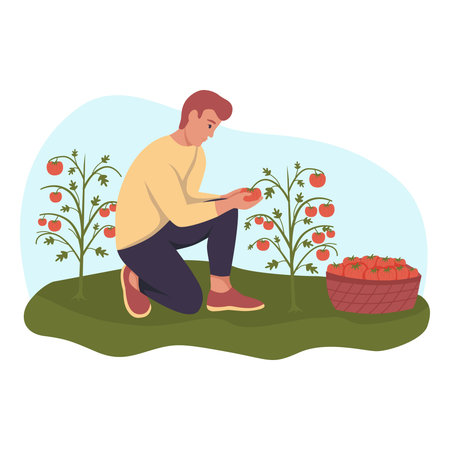 A young man is tearing tomatoes from the garden. The concept of harvesting. Flat vector illustration.のイラスト素材