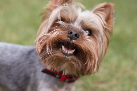 Yorkshire Terrier is played in nature. The dog is smilingの写真素材