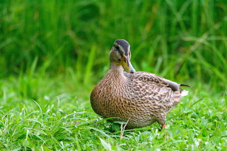 Wild ducks swim and bathe in the park pond and walk on the green grass on the shoreの写真素材