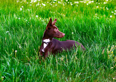 Brown puppy lies on the green grass, guards, ears upの写真素材