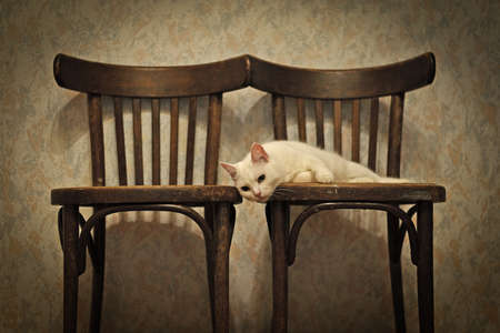 White cat in the room lies on old chairs, vintage, old styleの写真素材