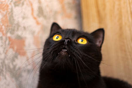 Black cat with yellow eyes against the wall in the apartment, close-up portraitの写真素材