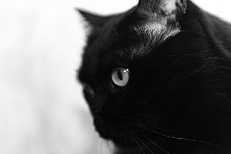 Black cat with big eyes on the background of the wall in the apartment, black and whiteの写真素材