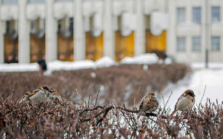 A flock of sparrows on winter bushes in a city parkの写真素材