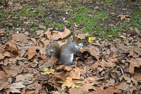 In a park in a clearing with fallen autumn maple leaves, a squirrel sits and gnaws nuts