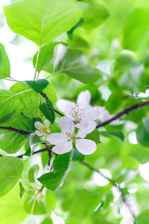Spring trees with green leaves and white flowering flowers - vincia, apple tree