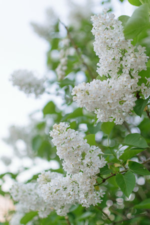 Lush white lilac bushes bloom in spring