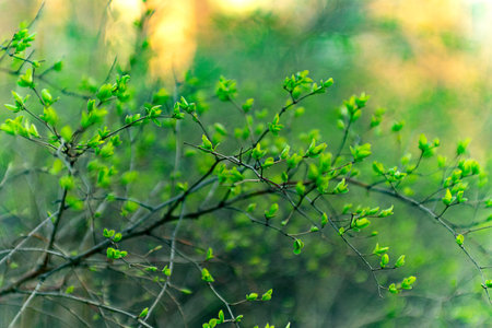 Green thin branches of bushes on a summer sunny dayの写真素材