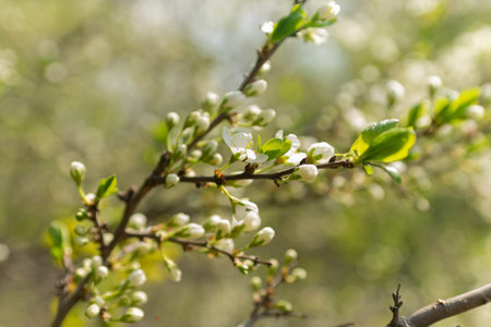 Green branches of trees with unblown flowers and leaves, spring buds of trees