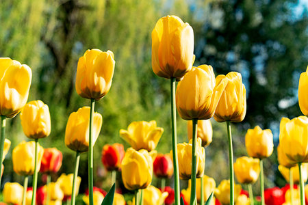 Multi-colored yellow and red large tulip buds against the background of green grass on a summer day...