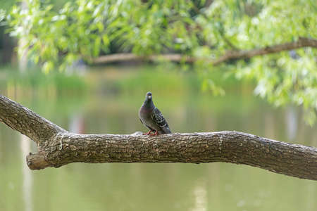 A lone dove sits on a tree above the water, summer eveningの写真素材