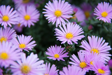 beautiful purple flowers large shrub in the gardenの写真素材