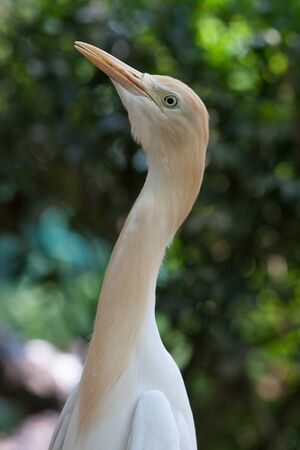 proud bird in the park の写真素材