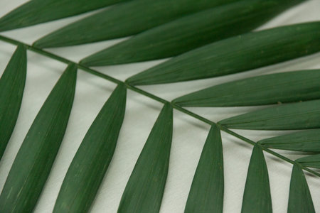 green tropic leaves