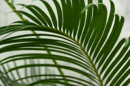 green tropic leaves