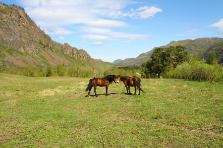 Two horses are grazed on a meadow among mountainsの写真素材