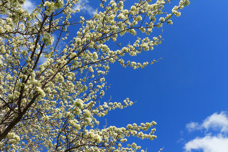 Branches of a blossoming apple-tree against the blue skyの写真素材