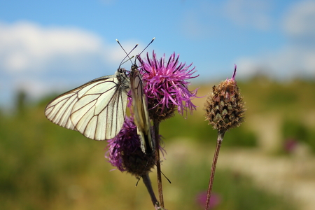 Butterflies on a meadow sit on a flowerの写真素材