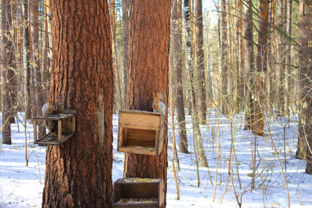 Squirrels at a feeding trough gnaw sunflower seeds in the winter
