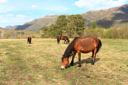 Horses are grazed on a meadow among mountainsの写真素材